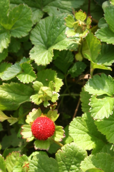 Pflanzenbild gross Scheinerdbeere - Duchesnea indica
