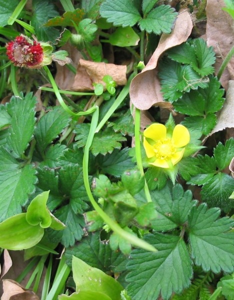 Pflanzenbild gross Scheinerdbeere - Duchesnea indica
