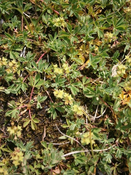 Pflanzenbild gross Schneetälchen-Frauenmantel - Alchemilla pentaphyllea