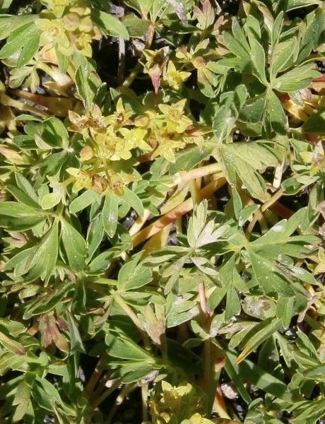 Pflanzenbild gross Schneetälchen-Frauenmantel - Alchemilla pentaphyllea