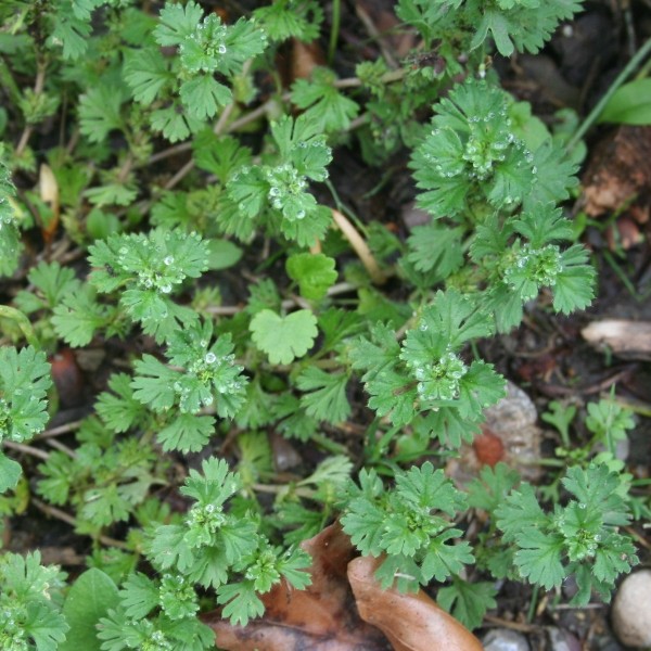 Pflanzenbild gross Gemeiner Ackerfrauenmantel - Aphanes arvensis