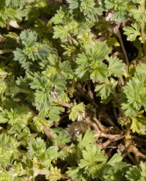 Pflanzenbild gross Gemeiner Ackerfrauenmantel - Aphanes arvensis
