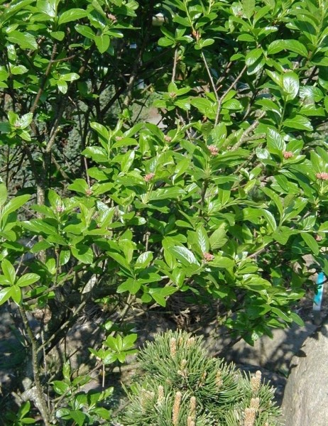 Pflanzenbild gross Zwergmispel - Sorbus chamaemespilus