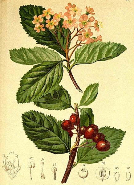 Pflanzenbild gross Zwergmispel - Sorbus chamaemespilus