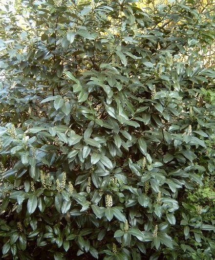 Pflanzenbild gross Kirschlorbeer - Prunus laurocerasus