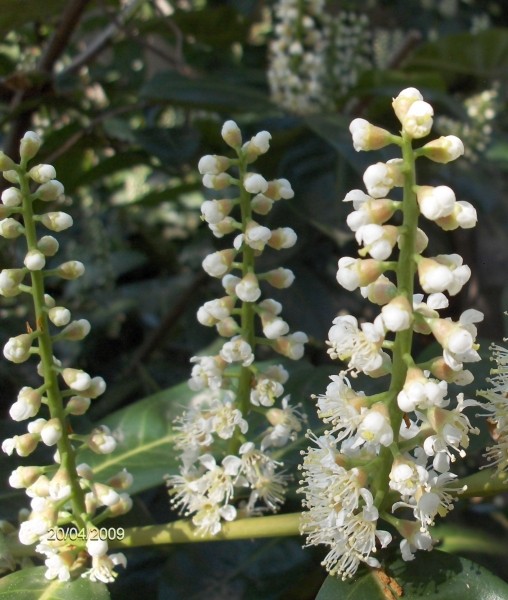 Pflanzenbild gross Kirschlorbeer - Prunus laurocerasus