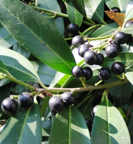 Pflanzenbild gross Kirschlorbeer - Prunus laurocerasus