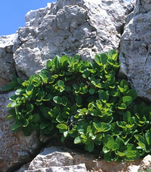 Pflanzenbild gross Zwerg-Kreuzdorn - Rhamnus pumila