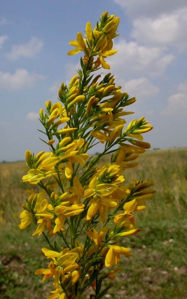 Pflanzenbild gross Färber-Ginster - Genista tinctoria