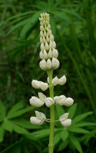 Pflanzenbild gross Vielblättrige Lupine - Lupinus polyphyllus