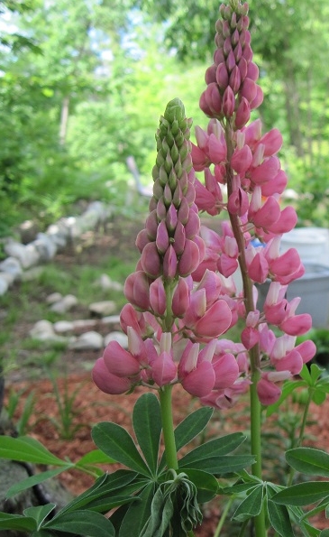 Pflanzenbild gross Vielblättrige Lupine - Lupinus polyphyllus