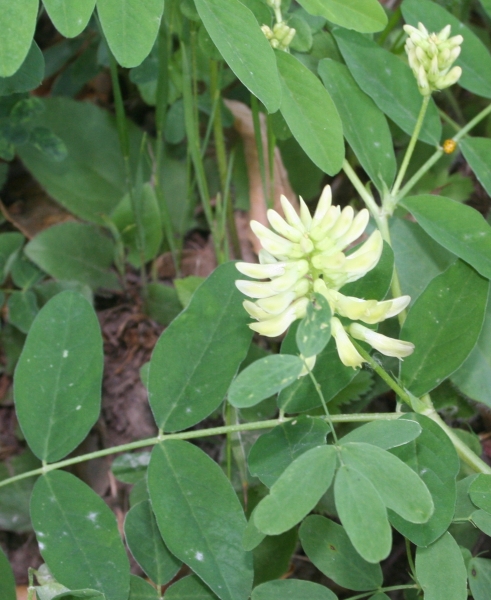 Pflanzenbild gross Süsser Tragant - Astragalus glycyphyllos