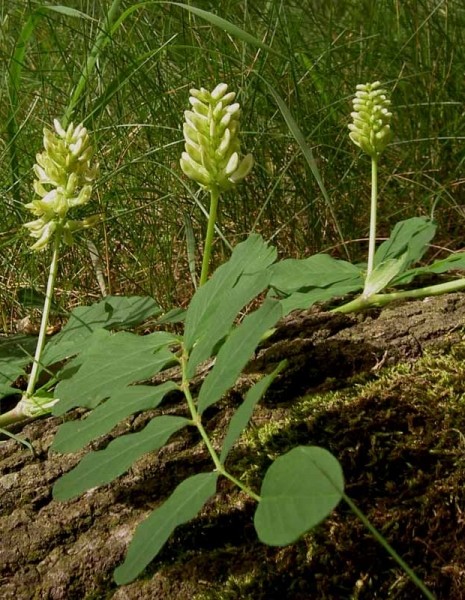 Pflanzenbild gross Süsser Tragant - Astragalus glycyphyllos