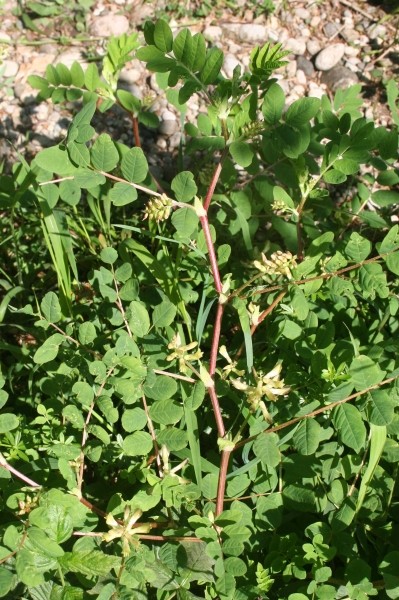 Pflanzenbild gross Süsser Tragant - Astragalus glycyphyllos