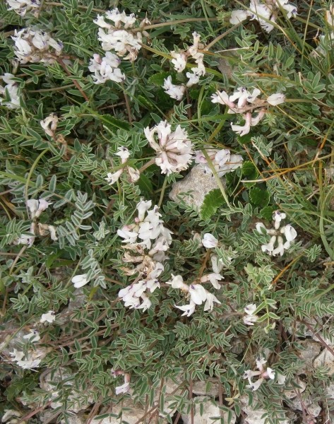 Pflanzenbild gross Südlicher Tragant - Astragalus australis