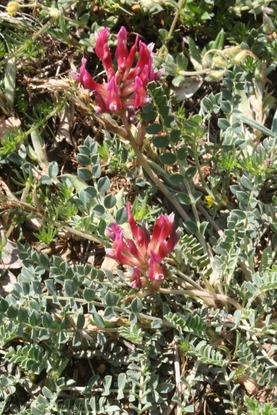 Pflanzenbild gross Französischer Tragant - Astragalus monspessulanus