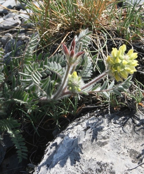 Pflanzenbild gross Zottiger Spitzkiel - Oxytropis pilosa