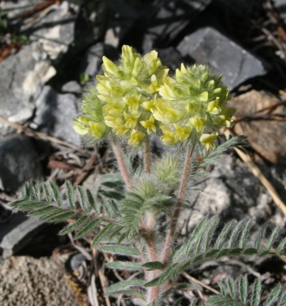 Pflanzenbild gross Zottiger Spitzkiel - Oxytropis pilosa