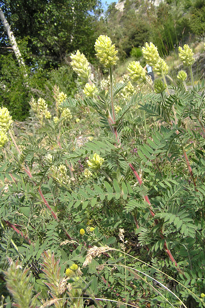 Pflanzenbild gross Zottiger Spitzkiel - Oxytropis pilosa