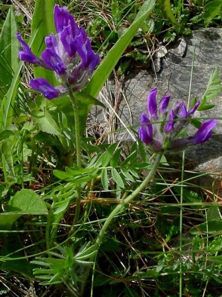Pflanzenbild gross Hallers Spitzkiel - Oxytropis halleri
