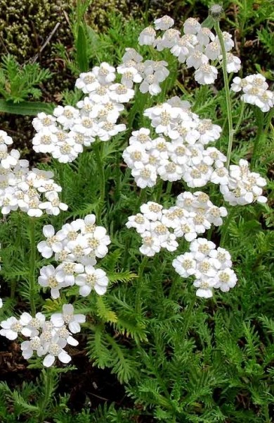 Pflanzenbild gross Moschus-Schafgarbe - Achillea erba-rotta subsp. moschata