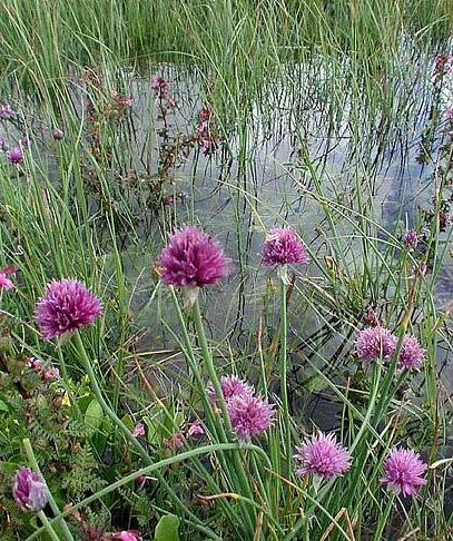 Pflanzenbild gross Schnittlauch - Allium schoenoprasum