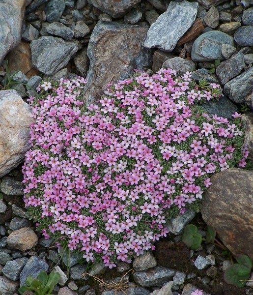 Pflanzenbild gross Alpen-Mannsschild - Androsace alpina