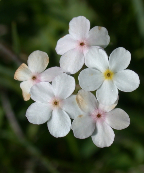 Pflanzenbild gross Bewimperter Mannsschild - Androsace chamaejasme