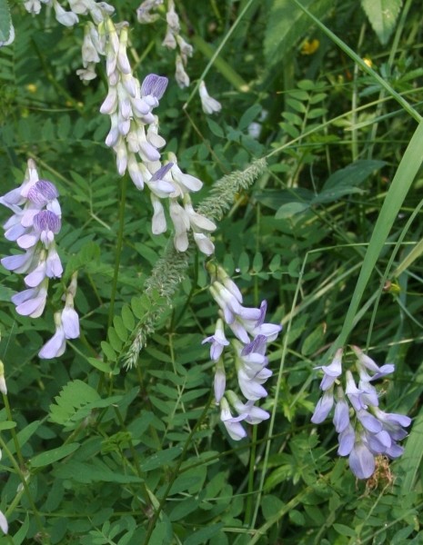 Pflanzenbild gross Wald-Wicke - Vicia sylvatica