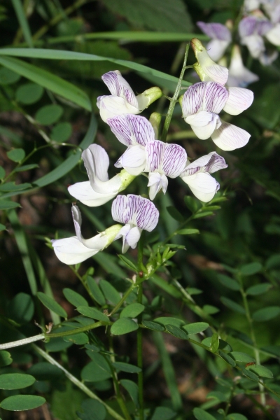 Pflanzenbild gross Wald-Wicke - Vicia sylvatica