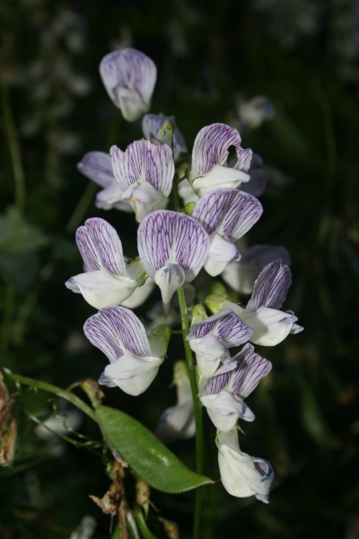 Pflanzenbild gross Wald-Wicke - Vicia sylvatica