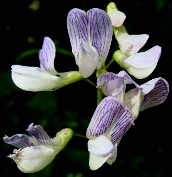 Pflanzenbild gross Wald-Wicke - Vicia sylvatica