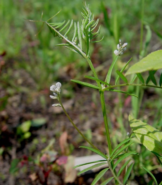 Pflanzenbild gross Behaarte Wicke - Vicia hirsuta