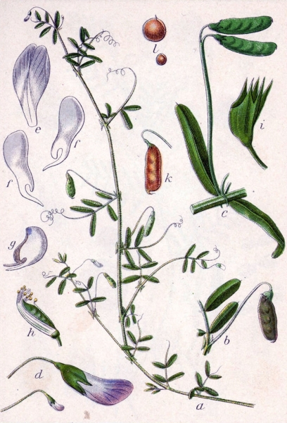 Pflanzenbild gross Viersamige Wicke - Vicia tetrasperma