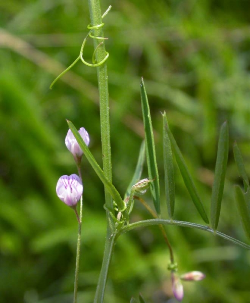Pflanzenbild gross Viersamige Wicke - Vicia tetrasperma