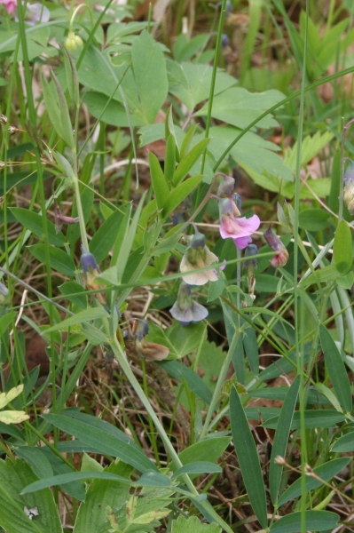 Pflanzenbild gross Berg-Platterbse - Lathyrus linifolius