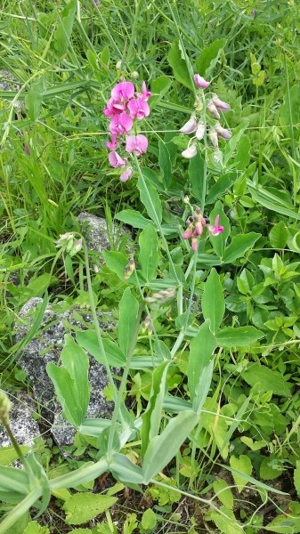 Pflanzenbild gross Breitblättrige Platterbse - Lathyrus latifolius