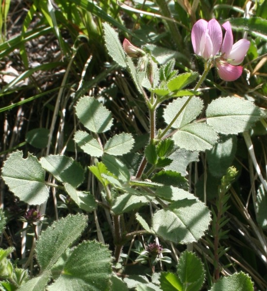 Pflanzenbild gross Rundblättrige Hauhechel - Ononis rotundifolia