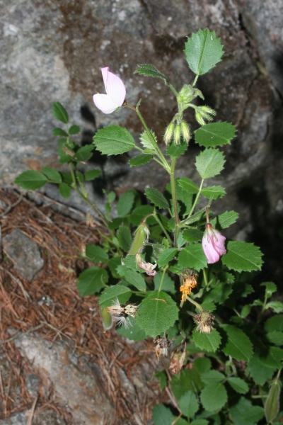 Pflanzenbild gross Rundblättrige Hauhechel - Ononis rotundifolia