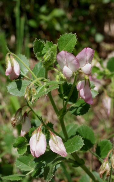 Pflanzenbild gross Rundblättrige Hauhechel - Ononis rotundifolia