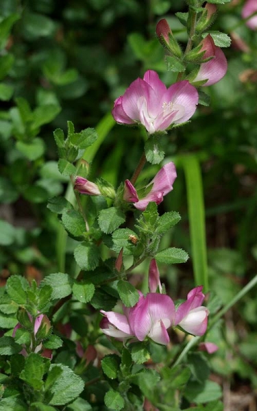 Pflanzenbild gross Kriechende Hauhechel - Ononis repens