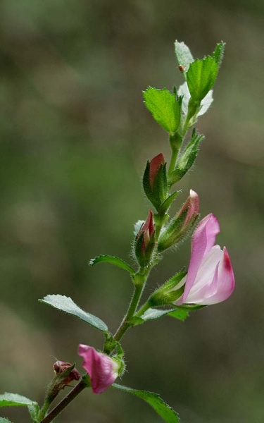 Pflanzenbild gross Kriechende Hauhechel - Ononis repens
