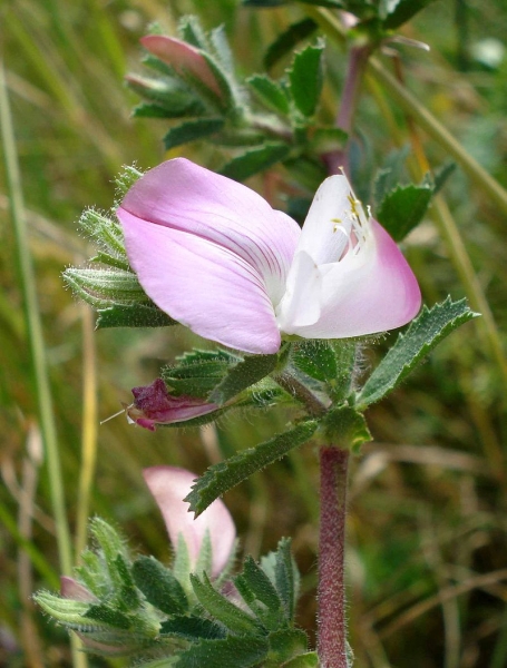 Pflanzenbild gross Kriechende Hauhechel - Ononis repens