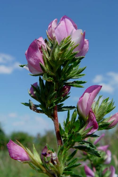 Pflanzenbild gross Dornige Hauhechel - Ononis spinosa