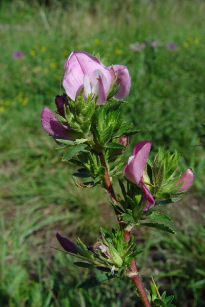 Pflanzenbild gross Dornige Hauhechel - Ononis spinosa