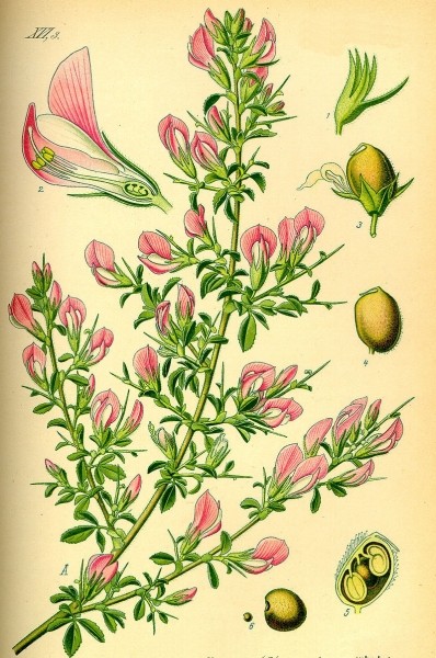 Pflanzenbild gross Dornige Hauhechel - Ononis spinosa