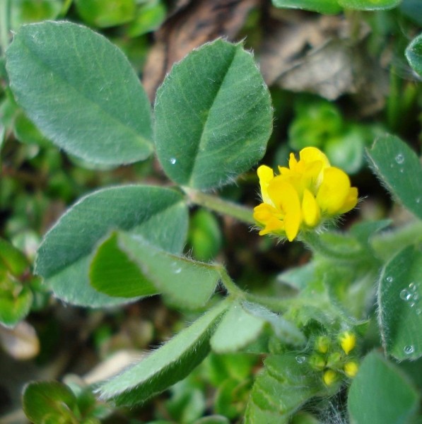 Pflanzenbild gross Zwerg-Schneckenklee - Medicago minima