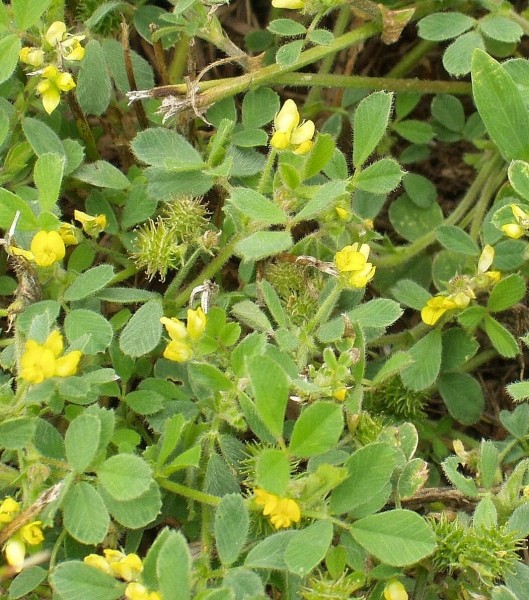 Pflanzenbild gross Zwerg-Schneckenklee - Medicago minima