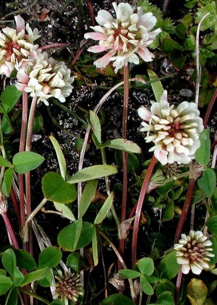 Pflanzenbild gross Bleicher Klee - Trifolium pallescens