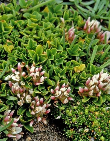 Pflanzenbild gross Thals Klee - Trifolium thalii